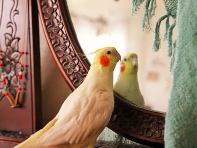 インコオウム表紙