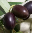 「熟した」オリーブ果実のイメージ