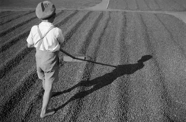 コーヒーの実の天日乾燥場：治雄の息子・スナオ、パラナ州ロンドリーナ、シャカラ・アララ、1949年頃 (C)Haruo Ohara / Instituto Moreira Salles collection