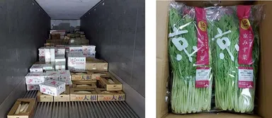 左：冷蔵コンテナの内部　　　　　　　　　　　右：京　みず菜（7日後）