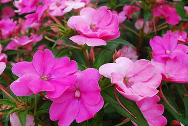 サンパチェンス (８月１６日撮影)