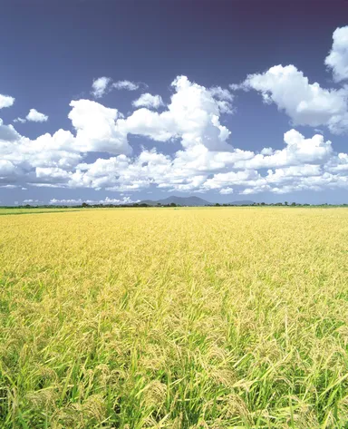 接着剤：米のり