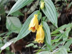 秋の花 キイジョウロウホトトギス (花期：9月中旬～10月上旬)