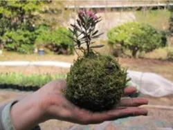 苔玉(イメージ)