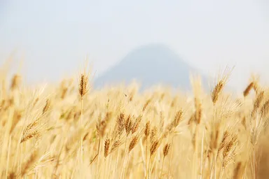 黄金の大麦畑と讃岐富士