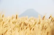 黄金の大麦畑と讃岐富士