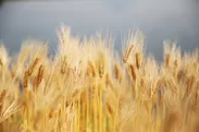 収穫直前の大麦