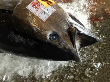 太平洋クロマグロ