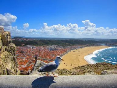 【優秀賞】ナザレの鳩：モーツァルトさん