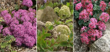 （左）カラフトミセバヤ　（中央）ツガルミセバヤ　（右）ヒダカミセバヤ