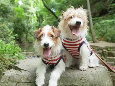 ジャックラッセルテリア