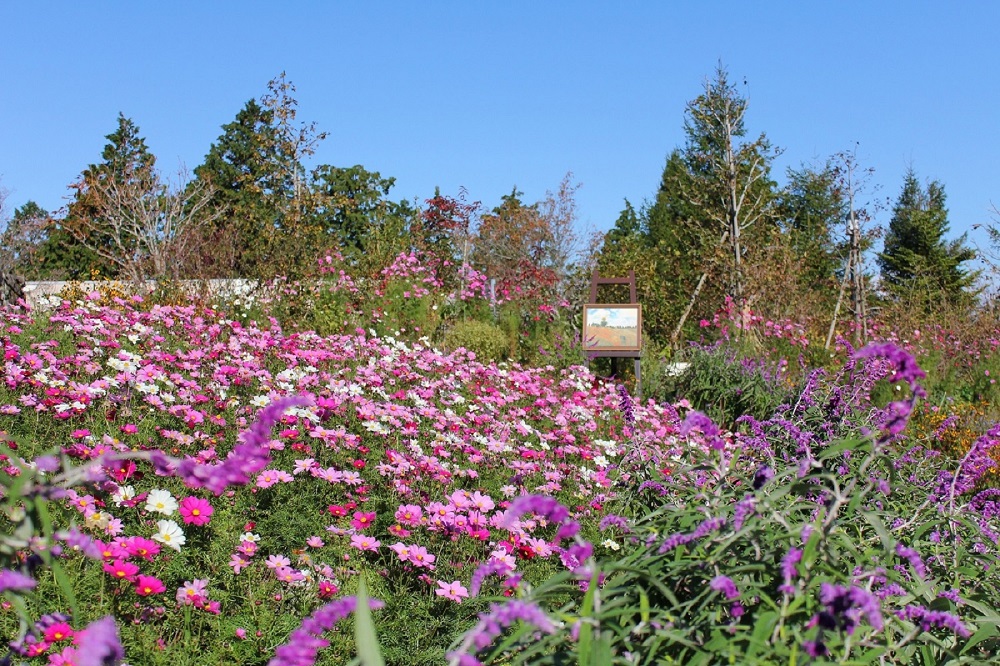 比叡山頂の庭園美術館 ガーデンミュージアム比叡の秋 コスモス 薔薇 キャンドル ガーデンミュージアム比叡のプレスリリース 比叡山頂の庭園美術館 ガーデンミュージアム比叡の秋 コスモス 薔薇 キャンドル ガーデンミュージアム比叡のプレスリリース