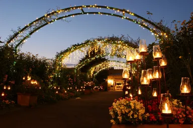 キャンドルナイト