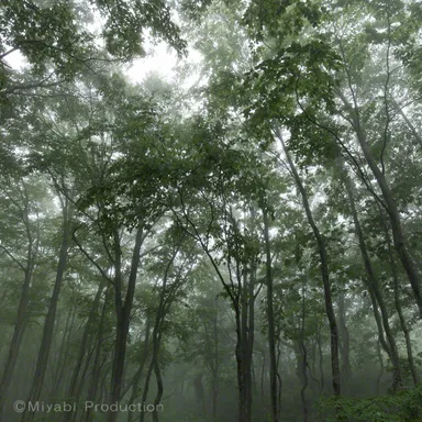 作品「優しく包まれて」