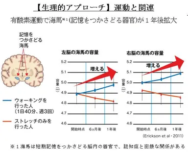 【生理的アプローチ】運動と関連