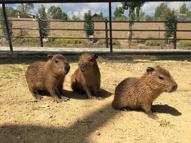 3つ子のカピバラ