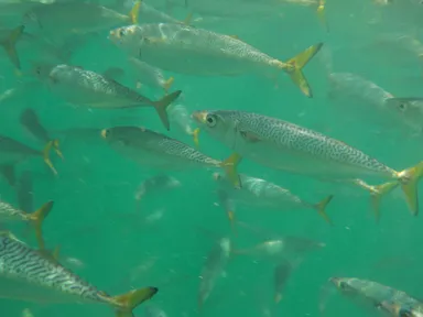 鯖サミット　鯖イメージ 1