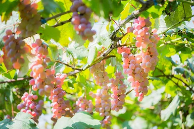 ぶどうイメージ(1)