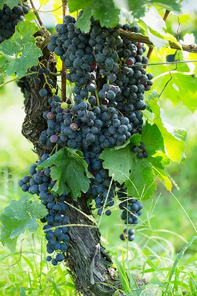 ぶどうイメージ(2)