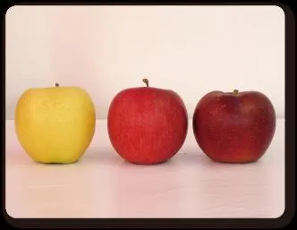 りんご三兄弟(R)