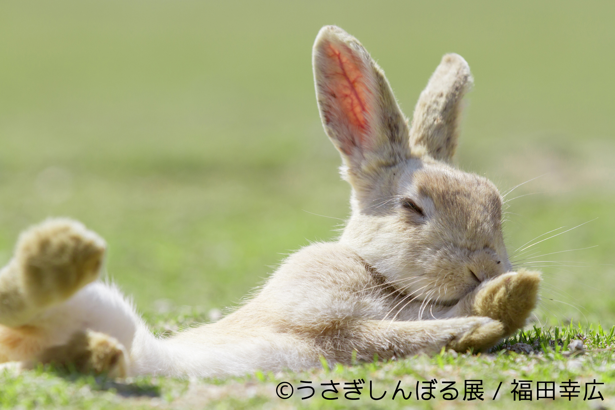 耳からおしりまで モフ モキュ で癒され放題 うさぎしんぼる展 10月7日 23日浅草橋で開催 株式会社baconのプレスリリース