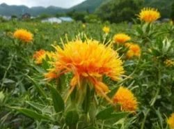 山形県の県の花「べにばな」