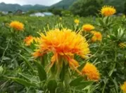 山形県の県の花「べにばな」