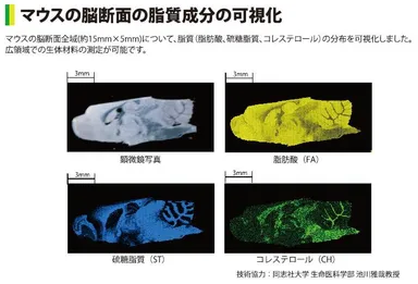 マウスの脳断面の脂質成分の可視化