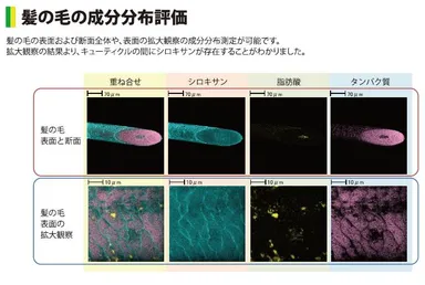 髪の毛の成分分布評価