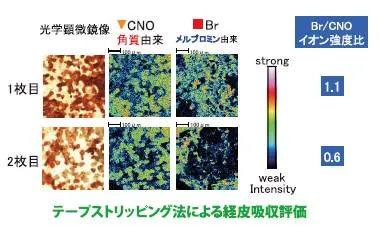 テープストリッピング法による経皮吸収評価
