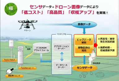 「水稲プロジェクト」