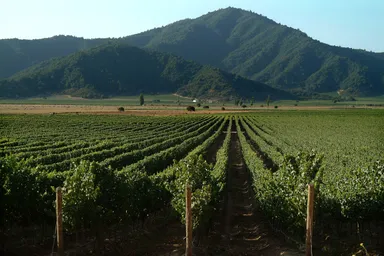 ぶどう畑 1