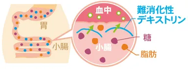 難消化性デキストリンの働き