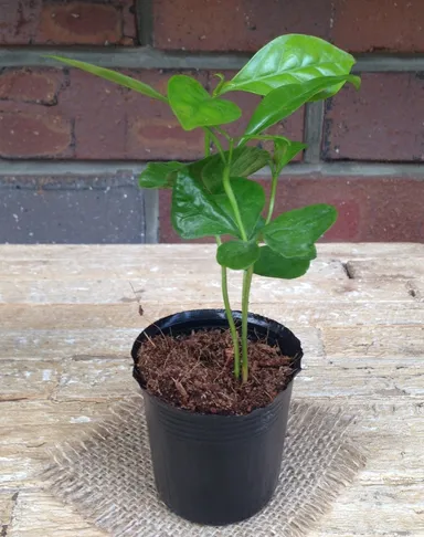 コーヒーの苗木