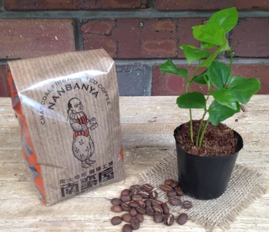 コーヒーの苗木とコーヒー豆200gパック