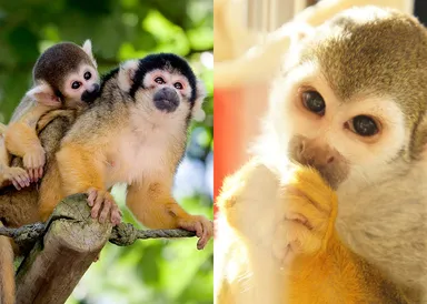 リスザルと楽しめます