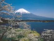 田貫湖からの桜と富士山