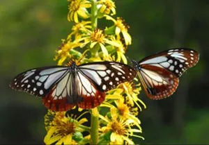 オタカラコウにとまるアサギマダラ