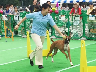 アジリティーデモンストレーション