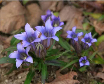 リンドウ（リンドウ科）