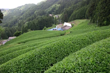 モーツァルトのお茶 茶畑