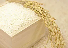 魚沼産コシヒカリ