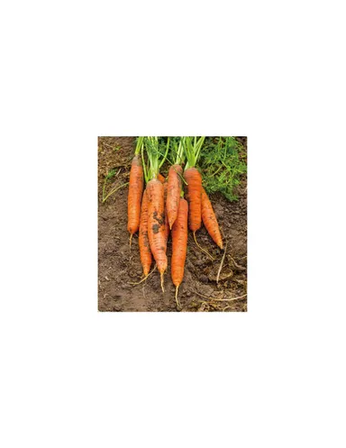 使用成分イメージ４