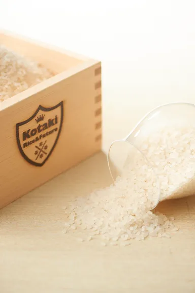 コタキホワイト