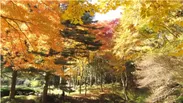 六甲高山植物園 園内の紅葉木