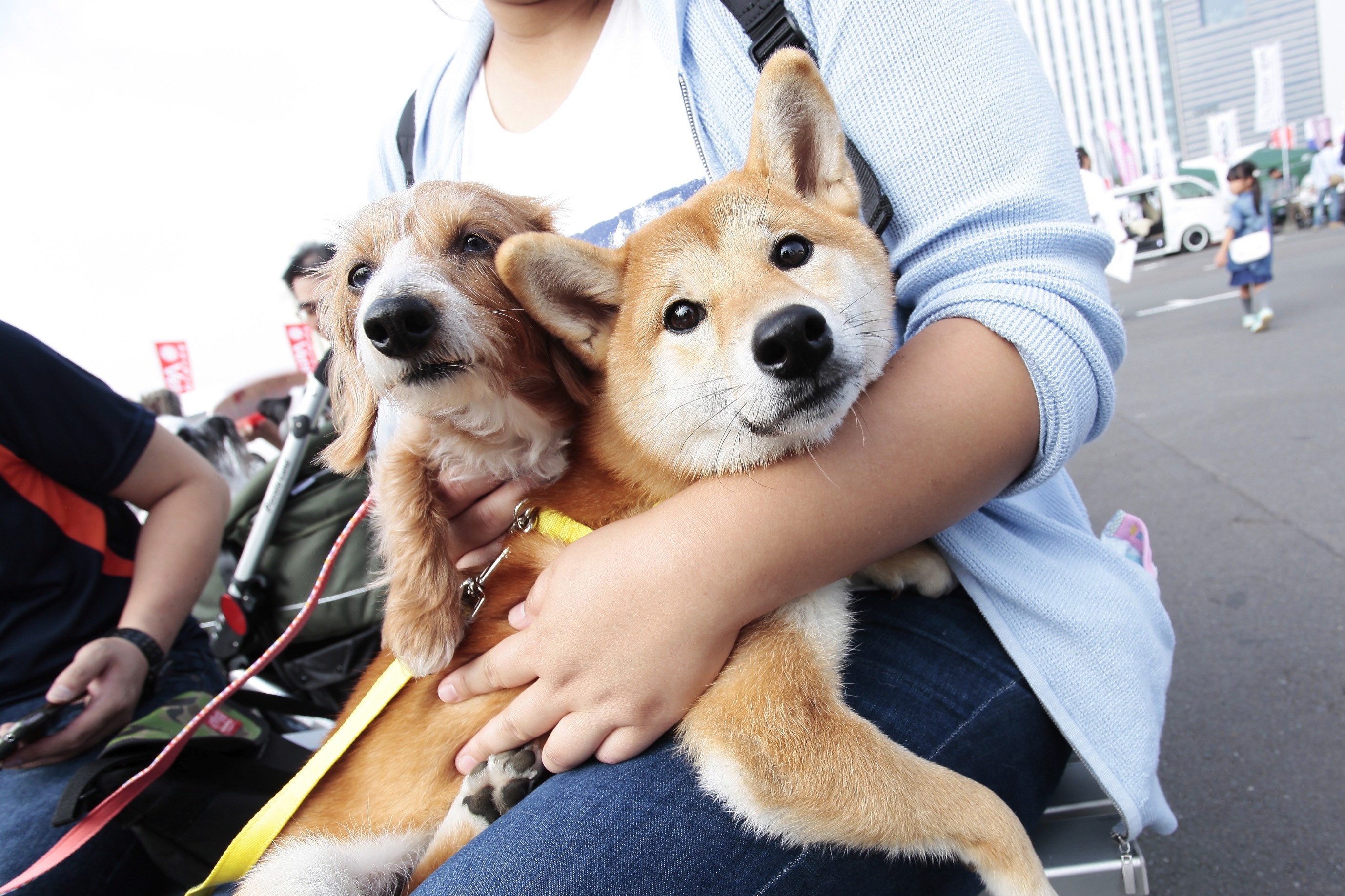 キャンピングカー展示商談会初 夜キャン を実施 テリー伊藤氏のトークショーも予定 お台場キャンピングカーフェア16 11 5 6に開催 お台場 キャンピングカーフェア16実行委員会のプレスリリース