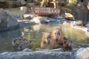 伊豆シャボテン動物公園　元祖カピバラの露天風呂