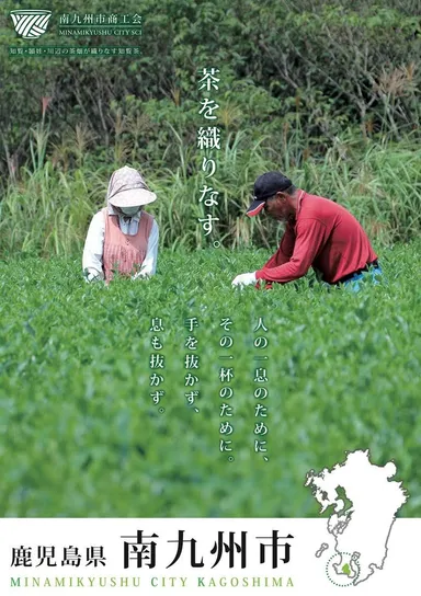 知覧茶(茶畑)