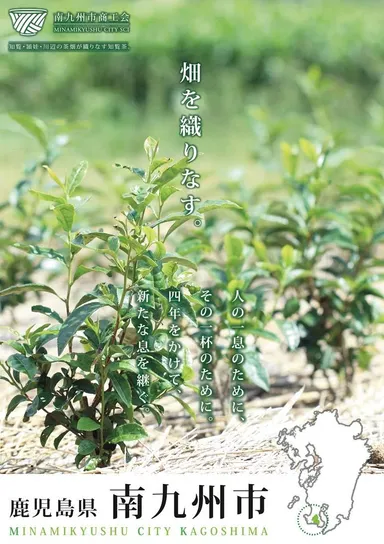 知覧茶(茶の木)