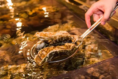 取った分だけ食べられる！生け簀の牡蠣すくい